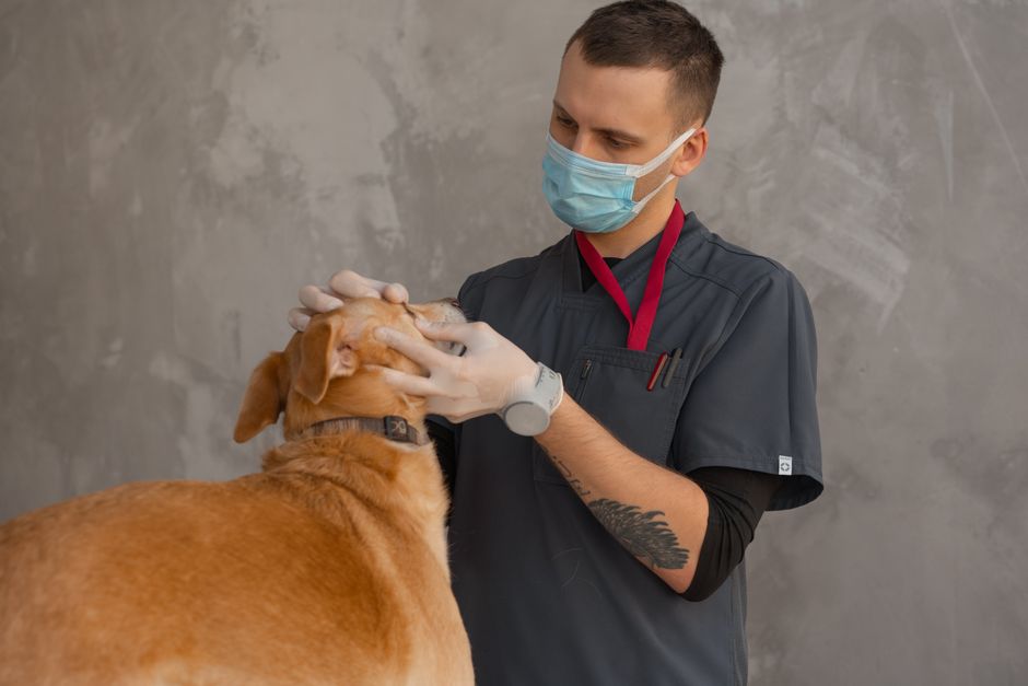 how to run a veterinary clinic licensing to profits