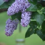 how to save your overwatered lilac bush
