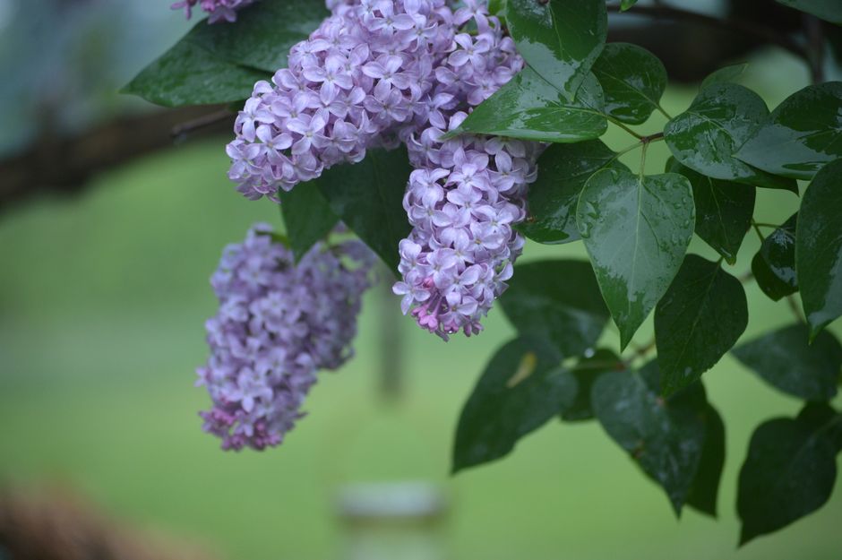 how to save your overwatered lilac bush
