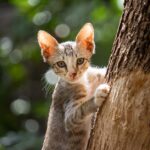 how to scruff a kitten safely and when not to