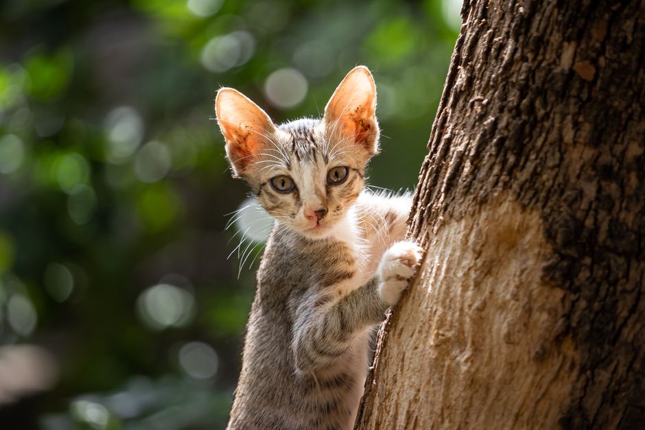 how to scruff a kitten safely and when not to