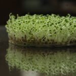 how to sprout brown rice at home