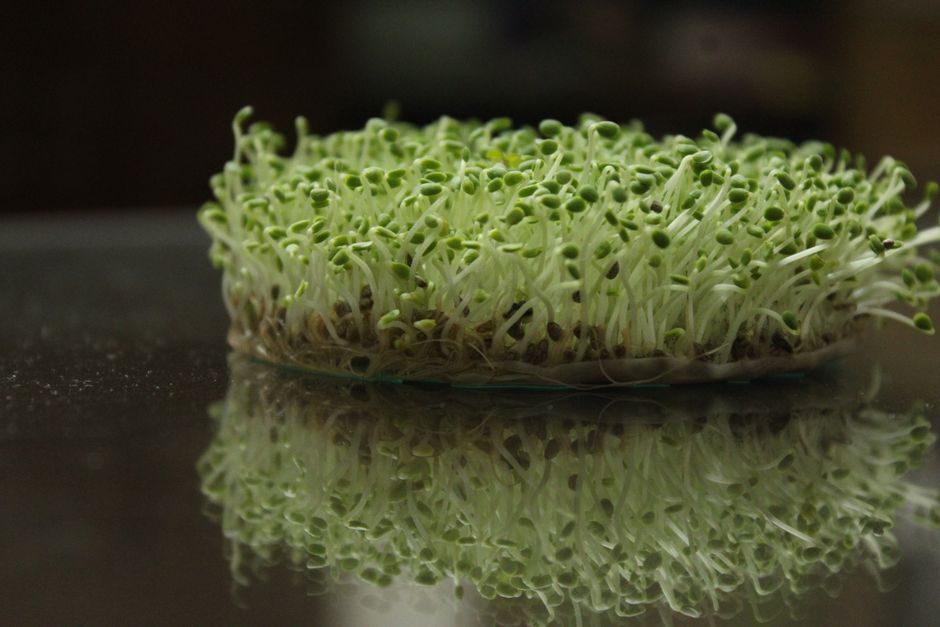how to sprout brown rice at home