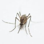 how to stop mosquito bites