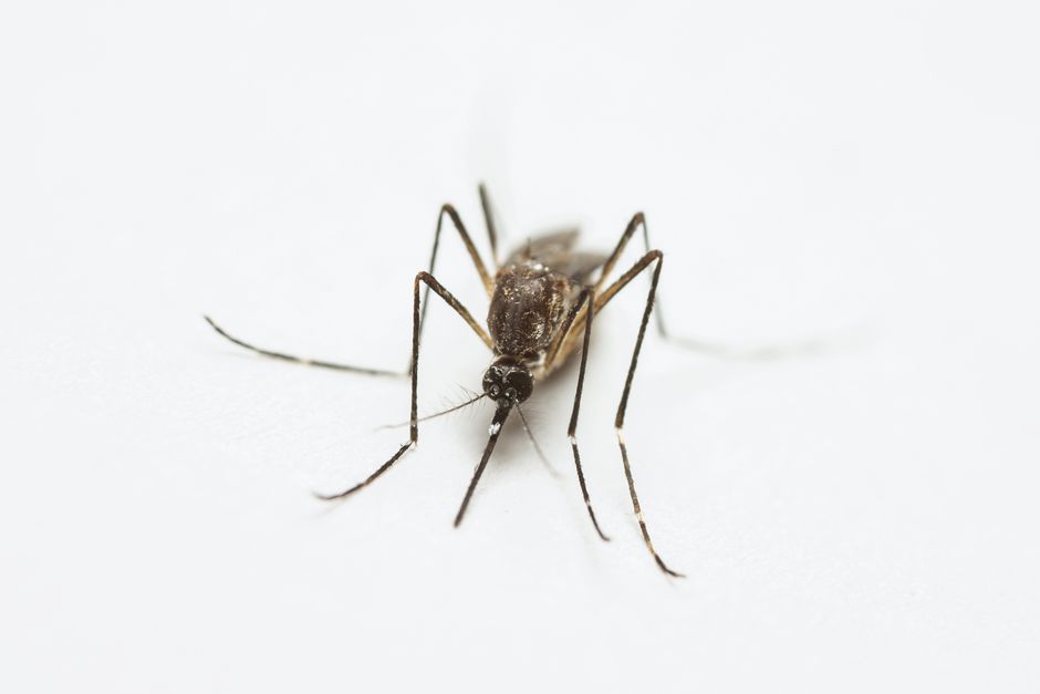 how to stop mosquito bites
