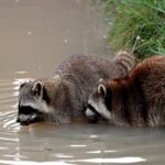 how to tell if a raccoon is a boy or girl