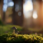 how to tell if magic mushrooms have gone bad