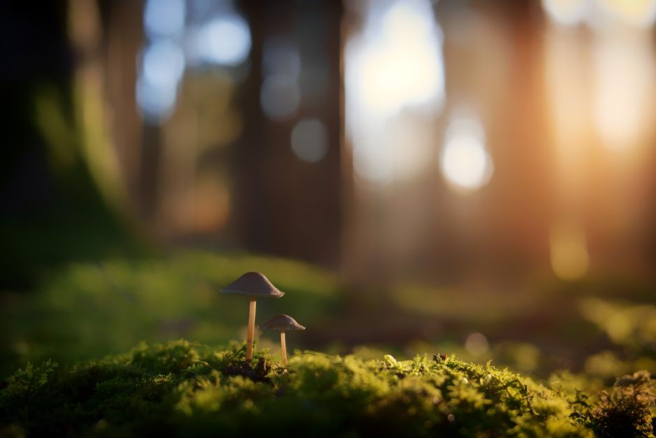 how to tell if magic mushrooms have gone bad