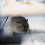 how to tell if your gerbil is male or female