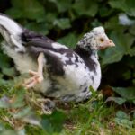 how to tell pullets from roosters combs feathers more