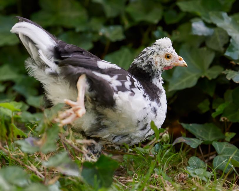 how to tell pullets from roosters combs feathers more
