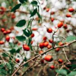 how to treat a rose thorn puncture