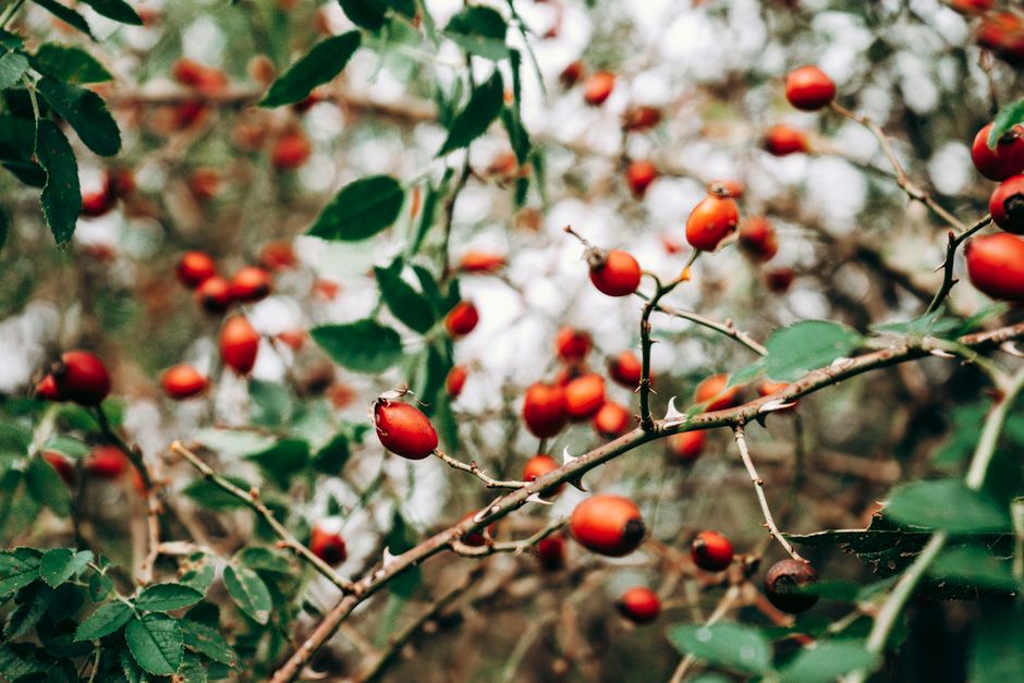 how to treat a rose thorn puncture
