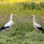 how to treat an itchy stork bite at home