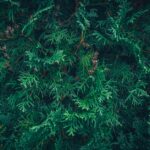 how to use fire chief arborvitae in the landscape