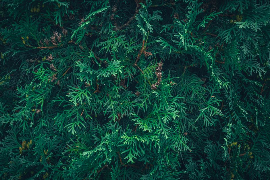 how to use fire chief arborvitae in the landscape