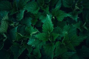 How To Use Nettle Leaf For Hair Growth Rinse Oil? 1 how to use nettle leaf for hair growth rinse oil
