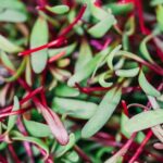 is beetroot good for u