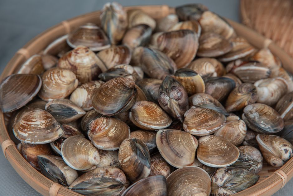 is clam chowder safe to eat during pregnancy