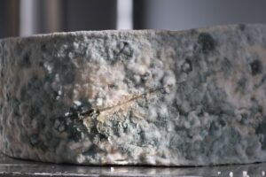 Is Penicillin In Mold And Can It Treat Infections? 3 is penicillin in mold and can it treat infections