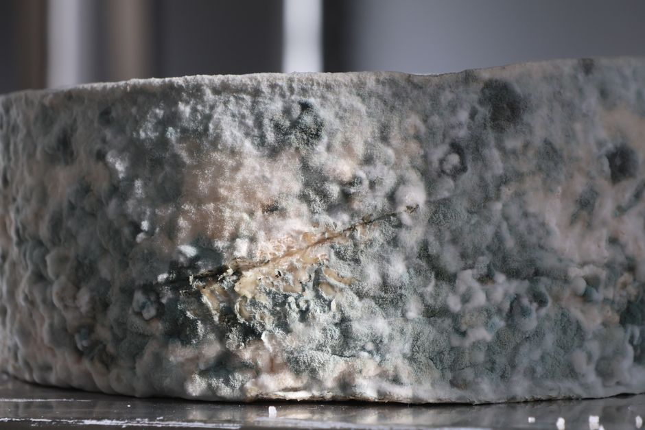 is penicillin in mold and can it treat infections