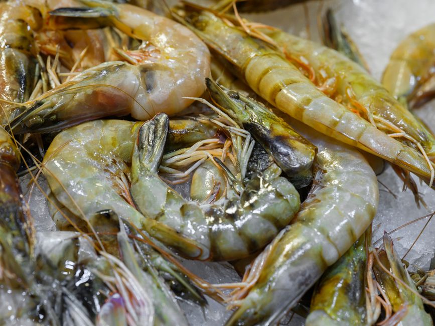 is shrimp good protein