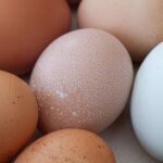 is the fat in eggs healthy cholesterol facts