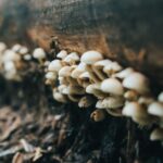 is white mold on wood dangerous health structural risks