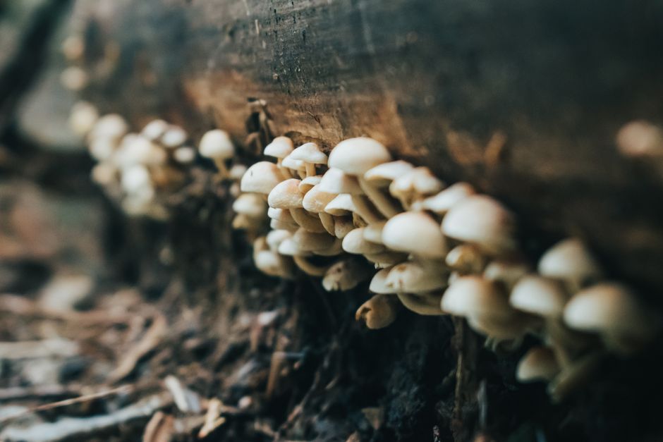 is white mold on wood dangerous health structural risks