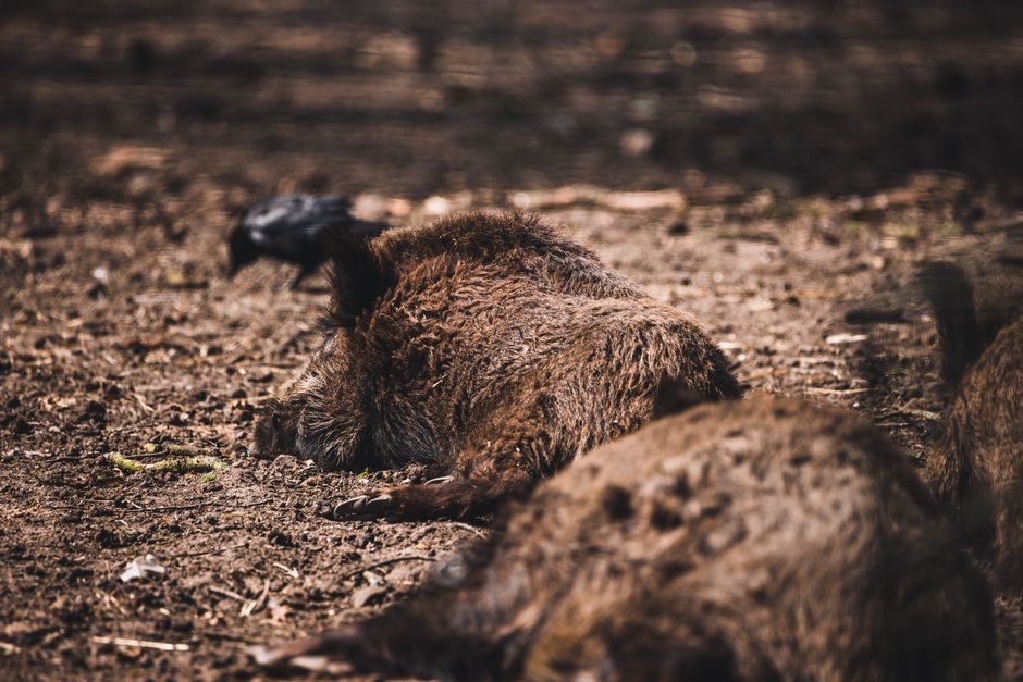 is wild boar meat healthy nutrition and safety