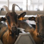 what are goats good for