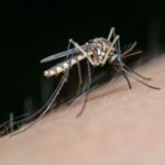 what are sand gnats and why do they bite