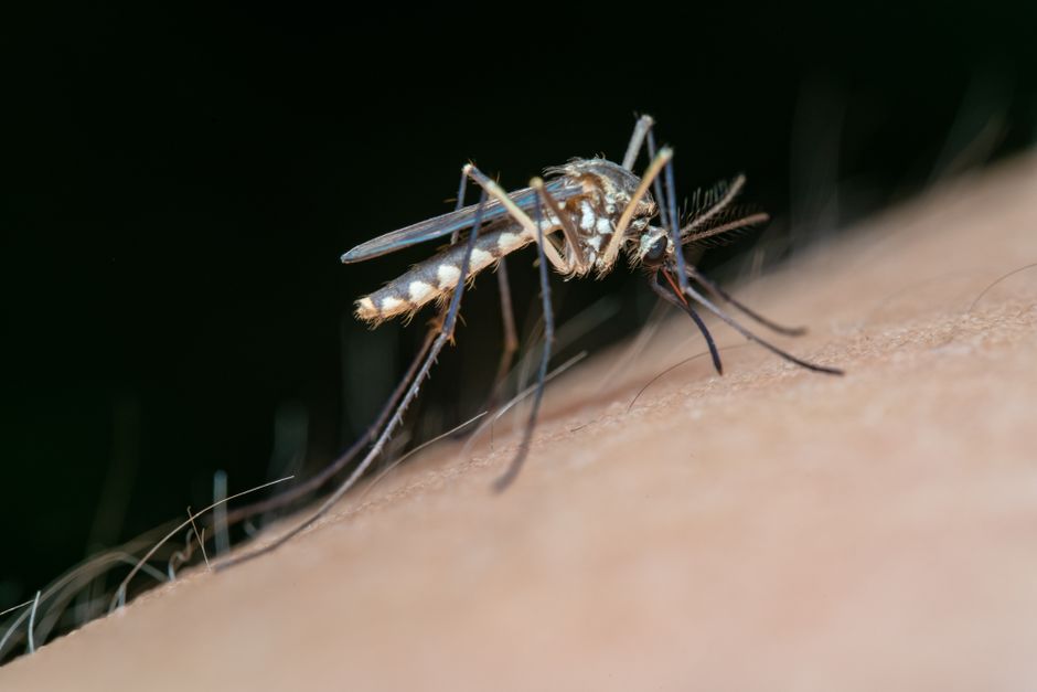 what are sand gnats and why do they bite