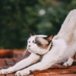 what causes feline hyperesthesia syndrome