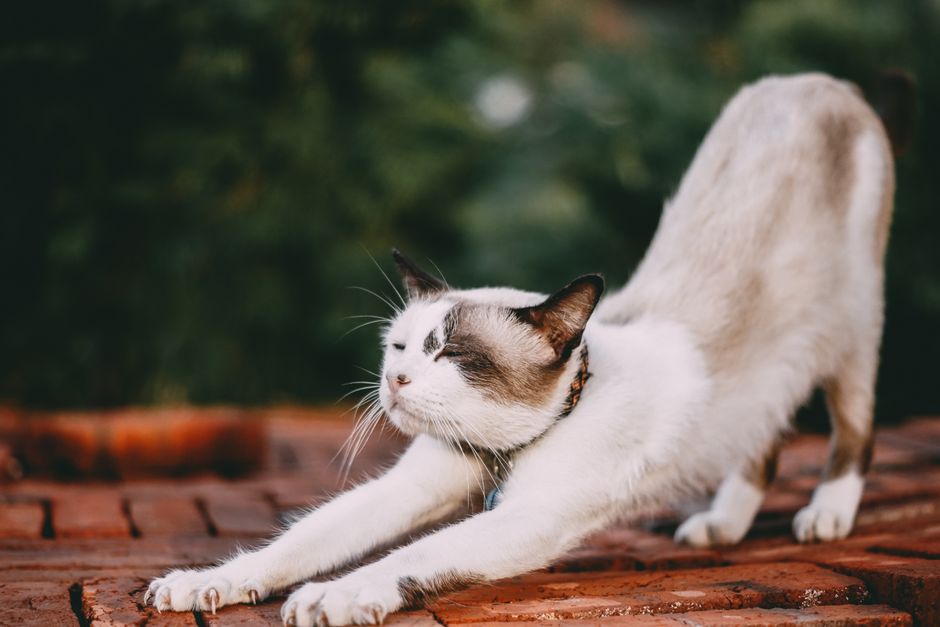 what causes feline hyperesthesia syndrome