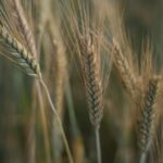 what causes gluten intolerance genetics viruses and more