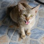 what causes hissing in the ears and when to worry