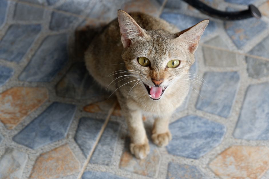 what causes hissing in the ears and when to worry