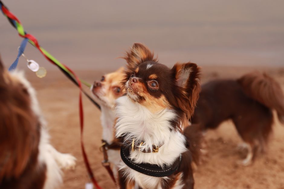 what causes seizures in chihuahuas and what to do