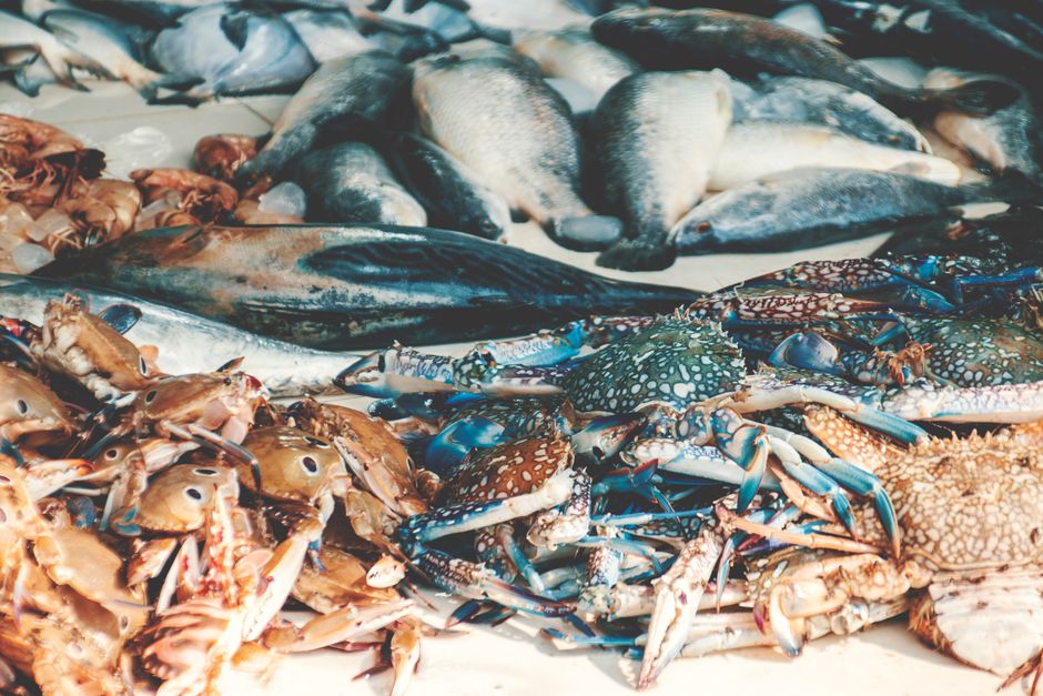 what do sand crabs eat diet feeding food web