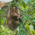 what do sloths eat a look at their unique diet