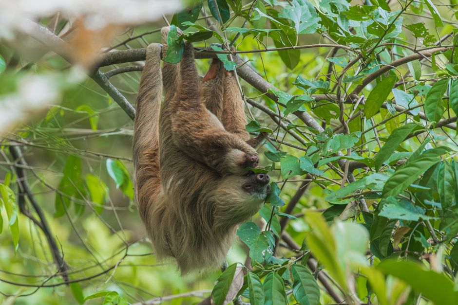 what do sloths eat a look at their unique diet