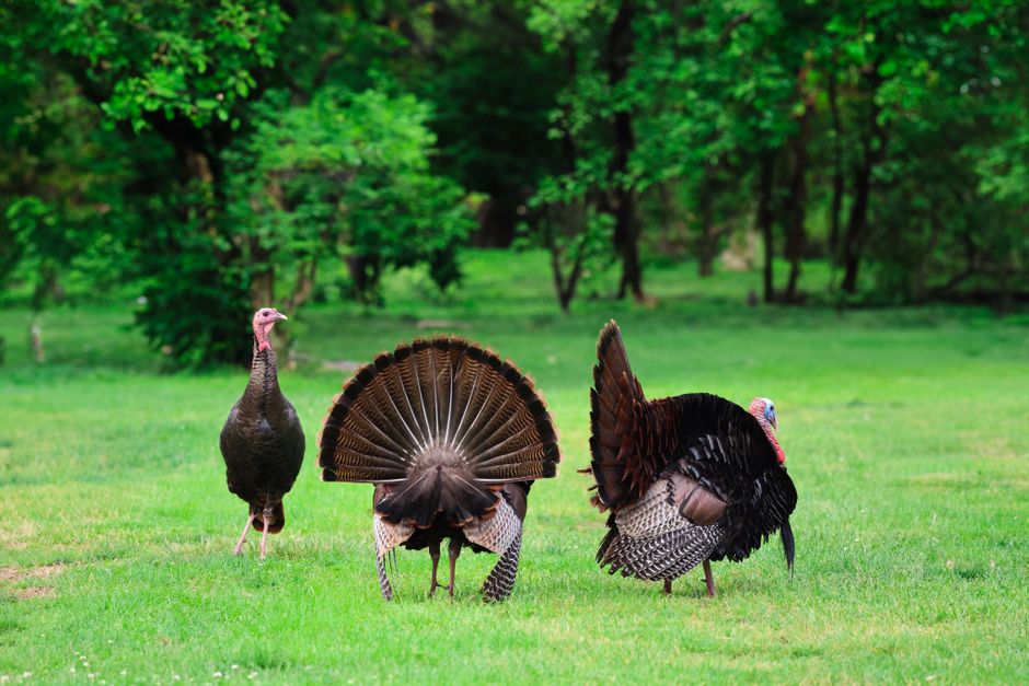 what do wild turkeys eat