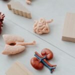 what do your kidneys do