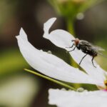 what does bee pollen taste like