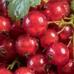 what is a currant fruit