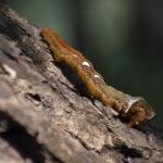 what is a mimic creature in real life