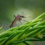 what is a natural mosquito repellent