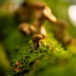 what is a truffle the underground fungus explained