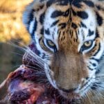what is allowed on the carnivore diet full food list